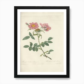 Rose Illustration, Pierre Joseph Redoute, Pierre Joseph Redoute (116) Affiche