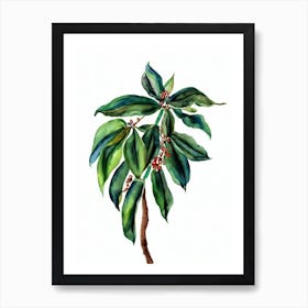 Coffee Plant (Coffea Arabica) Watercolor Art Print
