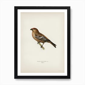 Pine Grosbeak Male, The Von Wright Brothers Poster