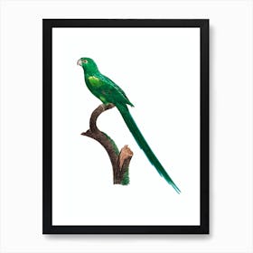 Vintage Long Tailed Parakeet Bird Illustration on Pure White Art Print