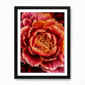 Red Carnation Art Print