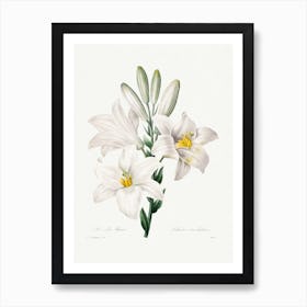 Madonna Lily, Ernst Haeckel Art Print