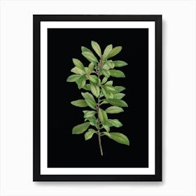 Vintage Firetree Branch Plant Botanical Illustration on Solid Black n.0251 Art Print