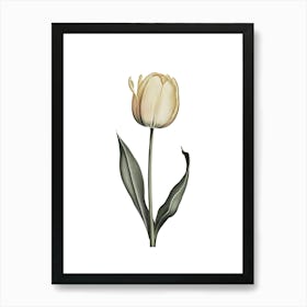 Elegant Yellow Tulip Botanical Illustration Art Print