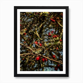 Red Berries On A Tree 1 Art Print