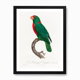 The Red Fronted Parrot From Natural History Of Parrots, Francois Levaillant Art Print