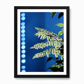 Fern Leaf In The Sunlight Art Print