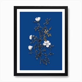 Vintage Hedge Rose Black and White Gold Leaf Floral Art on Midnight Blue Art Print