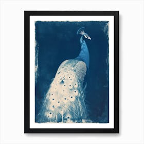 Peacock Cyanotype Inspired Art Print