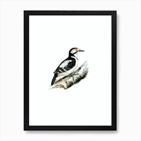 Vintage Great Spotted Woodpecker Bird Illustration on Pure White n.0106 Art Print