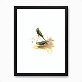 Vintage Blue Banded Grass Parakeet Bird Illustration on Pure White n.0382 Art Print