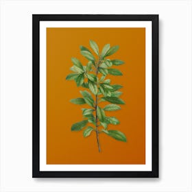 Vintage Firetree Branch Plant Botanical on Sunset Orange n.0054 Art Print