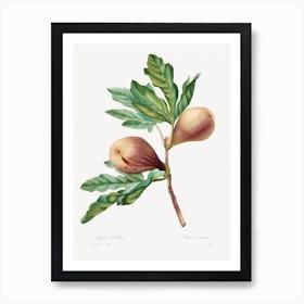 Figue Violette, Pierre Joseph Redouté Art Print