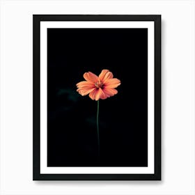 Single Orange Flower 11 Art Print