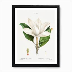 Magnolia Flower Art Print