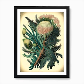 Pincushion Hakea Fern Vintage Botanical Poster Art Print