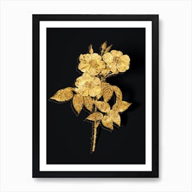 Vintage Rose of Castile Botanical in Gold on Black n.0601 Art Print