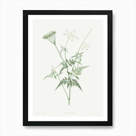 Turnip Rooted Chervil from La Botanique de J. J. Rousseau, Pierre Joseph Redoute Art Print