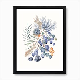 Juniper Berries Spices And Herbs Pencil Illustration 1 Art Print