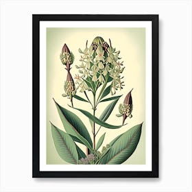 Milkweed Wildflower Vintage Botanical 1 Art Print