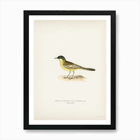 Grey Headed Wagtail, The Von Wright Brothers Art Print