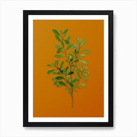 Vintage Bog Myrtle Botanical on Sunset Orange n.0900 Art Print