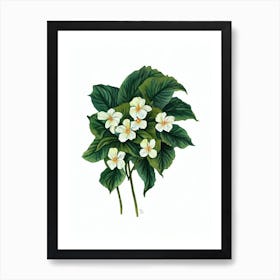 Impatiens (Impatiens Hybrids) Watercolor Art Print