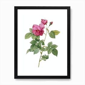 Vintage Pink Bourbon Roses Botanical Illustration on Pure White n.0717 Art Print