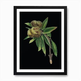 Vintage Spanish Chestnut Botanical Illustration on Solid Black n.0929 Art Print