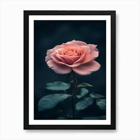 Pink Rose 33 Art Print