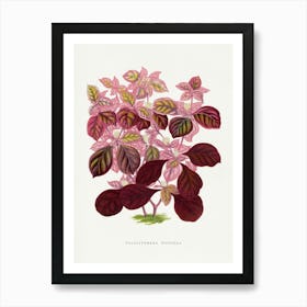 Vintage Botanical Art Print _2643248 Art Print