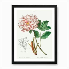 Moutan Peony, Pierre Joseph Redoute Art Print