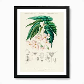 Begonia (Begonia Incarnata), Charles Dessalines D'Orbigny Art Print