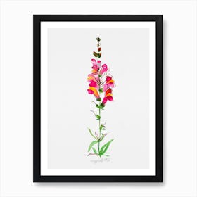 Snapdragon Watercolor Artwork Art Print