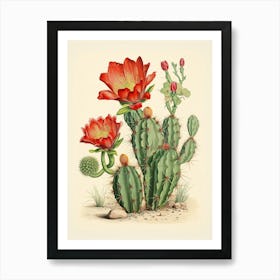 Vintage Cactus Illustration Melocactus Art Print