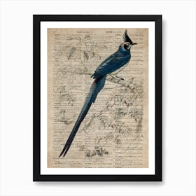 Magpie Jay Dictionnaire Universel Dhistoire Naturelle  Art Print