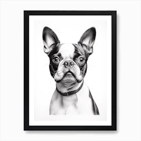 Boston Terrier Dog, Line Drawing 1 Art Print