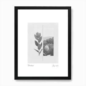 Protea Botanical Collage 3 Art Print