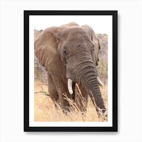 Elephant Portrait Color Art Print