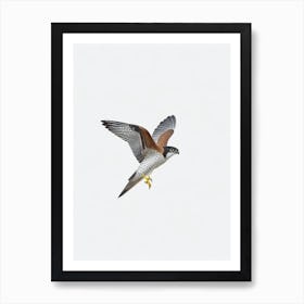 Eurasian Sparrowhawk B&W Pencil Drawing 1 Bird Art Print