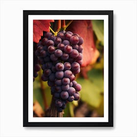 Grapes On The Vine Art Print