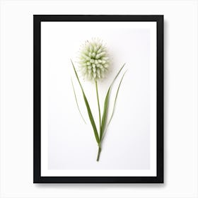 Pressed Wildflower Botanical Art Wild Leek 3 Art Print