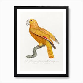 The Parrot Of Paradise Of Cuba From Natural History Of Parrots, Francois Levaillant Art Print