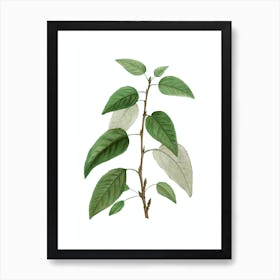 Vintage Balsam Poplar Leaves Botanical Illustration on Pure White n.0092 Art Print