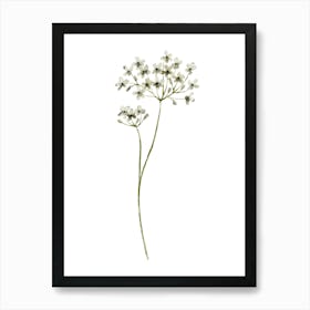 White Flowers 2 Art Print