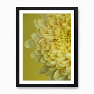 Yellow Flower Petals Art Print