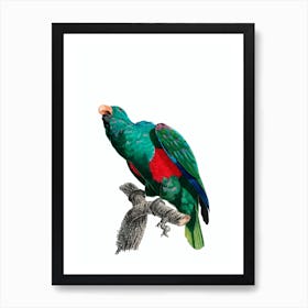 Vintage Eclectus Parrot Bird Illustration on Pure White n.0024 Art Print