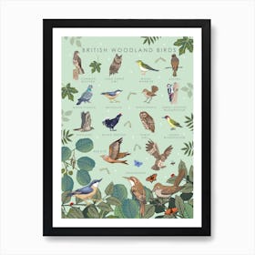 British Woodland Birds Art Print