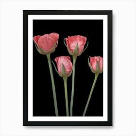 Pink Poppy Art Print