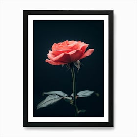 Single Rose On Black Background 37 Art Print